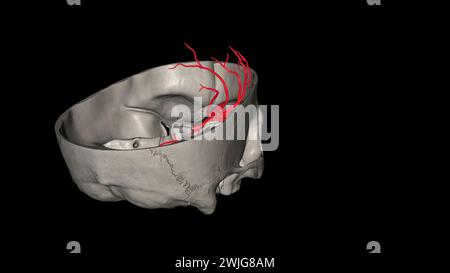 Die Arteria cerebri Media (MCA) ist eine kritische Arteria, die eine umfassende klinische Bedeutung hat. 3D-Darstellung Stockfoto