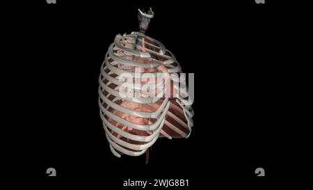 Lungen helfen Ihnen beim Atmen und saugen Sauerstoff auf 3D-Illustration Stockfoto