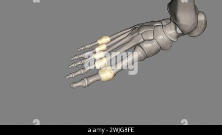 Metatarsophalangealgelenkkapsel 3d medizinisch Stockfoto