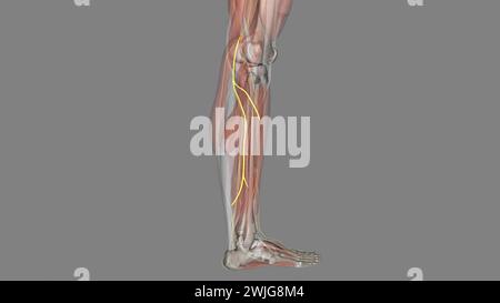 Der Nervus suralis lateralis des Plexus lumbosacralis versorgt die Haut an den hinteren und lateralen Beinoberflächen. Stockfoto