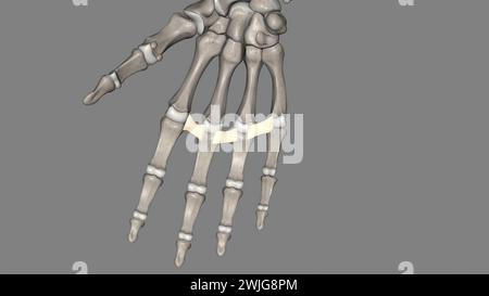 Das tiefe transversale Metakarpalband verbindet die palmaren Oberflächen der Metakarpophalangealgelenke aller Finger der Hand mit Ausnahme des Daumens 3d Stockfoto