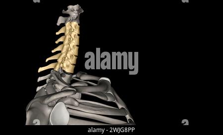 Die Halswirbelsäule (Halsbereich) besteht aus sieben Knochen (C1-C7 Wirbel), die durch Bandscheiben 3d illustrati voneinander getrennt sind Stockfoto