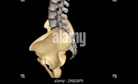 Die Hüfte ist der Bereich auf beiden Seiten der 3D-Abbildung des Beckens Stockfoto