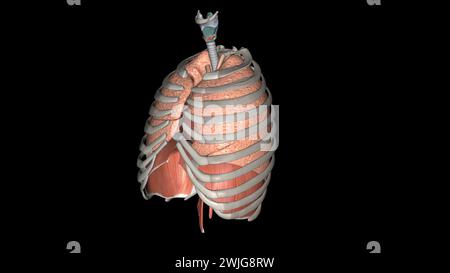 Lungen helfen Ihnen beim Atmen und saugen Sauerstoff auf 3D-Illustration Stockfoto