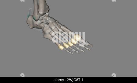 Metatarsophalangealgelenkkapsel 3d medizinisch Stockfoto