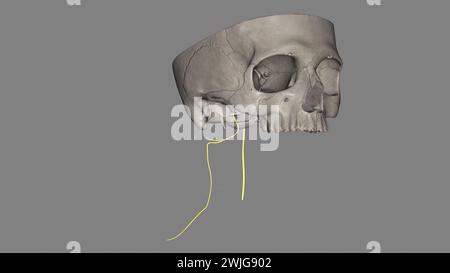 Der spinale akzessorische Nerv ist eine rein motorische Einheit. Es innerviert sowohl den Trapezmuskel als auch den sternocleidomastoiden Muskel. Stockfoto