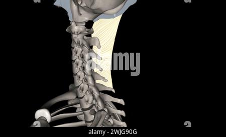 Das Nackenband ist ein Band im Nackenbereich, das mit der 3D-Abbildung des supraspinösen Ligamentes durchgehend ist Stockfoto