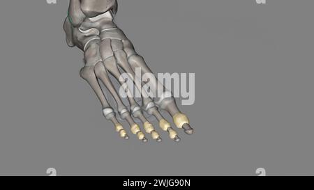 Die Interphalangealgelenke des Fußes befinden sich zwischen den Phalanxknochen der Zehen in der 3D-Abbildung der Füße Stockfoto