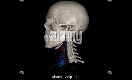 Die Arteria Schilddrüse Superior ist der erste Ast der Arteria carotis externa, der die 3D-Darstellung der Schilddrüse liefert Stockfoto