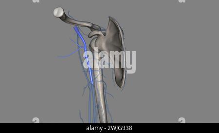 Die Vena axillaris ist eine tiefe Vene der oberen Extremität, die durch die vereinigung der Venen brachialis und basilica 3D gebildet wird Stockfoto