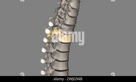 Zwölf Wirbel befinden sich in der Brustwirbelsäule und sind mit T-1 bis T-12 3D-Abbildung nummeriert Stockfoto