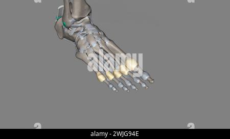 Metatarsophalangealgelenkkapsel 3d medizinisch Stockfoto