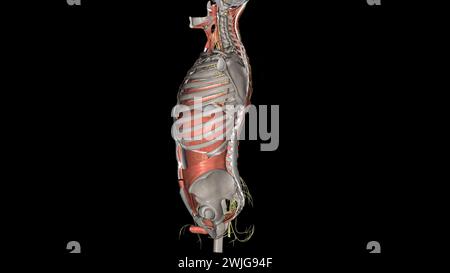Rumpf, Nerven und Muskeln 3D Stockfoto