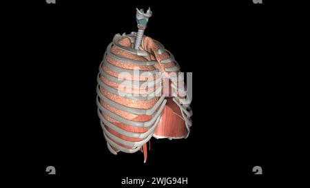 Lungen helfen Ihnen beim Atmen und saugen Sauerstoff auf 3D-Illustration Stockfoto