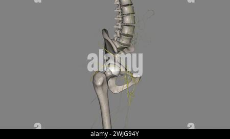 Zu den Komponenten des Lymphsystems gehören Lymphgefäße und Plexus, Lymphknoten, Lymphzellen, 3D-Abbildung Stockfoto