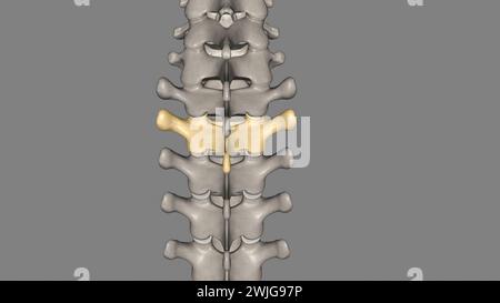 Zwölf Wirbel befinden sich in der Brustwirbelsäule und sind mit T-1 bis T-12 3D-Abbildung nummeriert Stockfoto