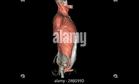 Rumpf, Nerven und Muskeln 3D Stockfoto