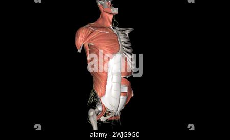 Rumpf, Nerven und Muskeln 3D Stockfoto