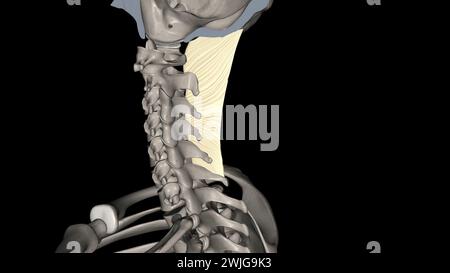 Das Nackenband ist ein Band im Nackenbereich, das mit der 3D-Abbildung des supraspinösen Ligamentes durchgehend ist Stockfoto