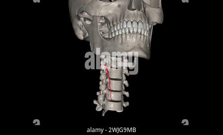 Die Arteria Schilddrüse Superior ist der erste Ast der Arteria carotis externa, der die 3D-Darstellung der Schilddrüse liefert Stockfoto