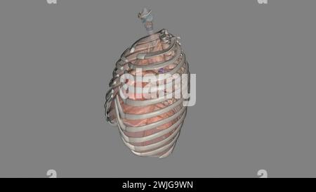 Lungen helfen Ihnen beim Atmen und saugen Sauerstoff auf 3D-Illustration Stockfoto