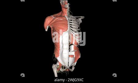 Rumpf, Nerven und Muskeln 3D Stockfoto