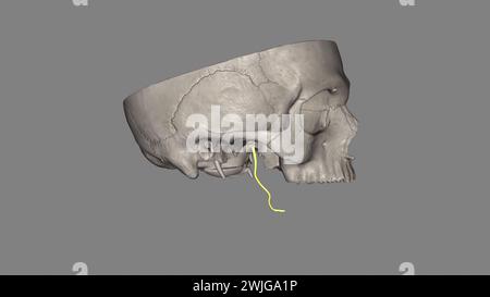 Der Nervus lingualis trägt die sensorische Innervation aus den vorderen zwei Dritteln der Zunge. Stockfoto