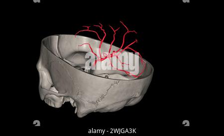 Die Arteria cerebri Media (MCA) ist eine kritische Arteria, die eine umfassende klinische Bedeutung hat. 3D-Darstellung Stockfoto