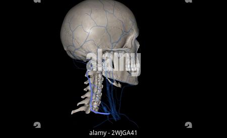 Die Vena cervical tiefs (Vena vertebralis posterior oder Vena tiefcervical posterior) begleitet ihre Arterie zwischen der Semispinales capitis und Colli 3d illu Stockfoto