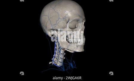 Die Vena cervical tiefs (Vena vertebralis posterior oder Vena tiefcervical posterior) begleitet ihre Arterie zwischen der Semispinales capitis und Colli 3d illu Stockfoto