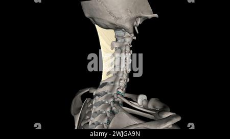 Das Nackenband ist ein Band im Nackenbereich, das mit der 3D-Abbildung des supraspinösen Ligamentes durchgehend ist Stockfoto