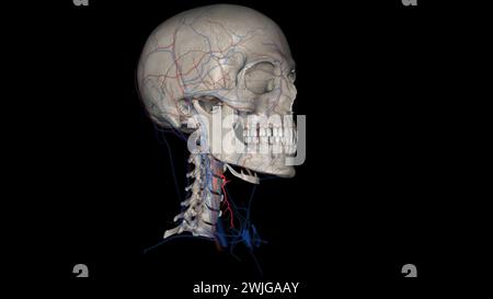 Die Arteria Schilddrüse Superior ist der erste Ast der Arteria carotis externa, der die 3D-Darstellung der Schilddrüse liefert Stockfoto