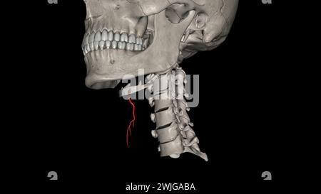 Die Arteria Schilddrüse Superior ist der erste Ast der Arteria carotis externa, der die 3D-Darstellung der Schilddrüse liefert Stockfoto