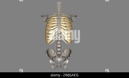 Menschliche Rippen sind flache Knochen, die Teil des Rippenkäfigs sind, um innere Organe3d Abbildung Menschen haben normalerweise 24 Rippen, in 12 Paaren 3D il Stockfoto