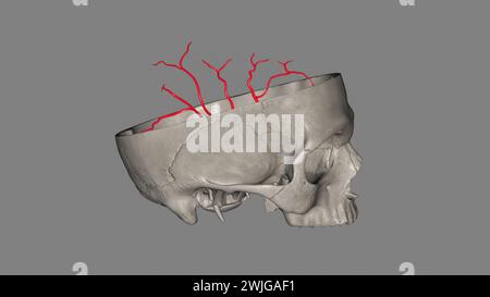 Die Arteria cerebri Media (MCA) ist eine kritische Arteria, die eine umfassende klinische Bedeutung hat. 3D-Darstellung Stockfoto