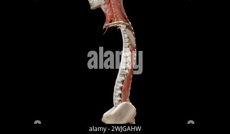 Die Halswirbelsäule (Halsbereich) besteht aus sieben Knochen (C1-C7 Wirbel), die durch Bandscheiben voneinander getrennt sind. 3D-Rendering Stockfoto