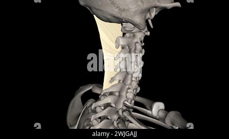 Das Nackenband ist ein Band im Nackenbereich, das mit der 3D-Abbildung des supraspinösen Ligamentes durchgehend ist Stockfoto