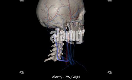 Die Vena cervical tiefs (Vena vertebralis posterior oder Vena tiefcervical posterior) begleitet ihre Arterie zwischen der Semispinales capitis und Colli 3d illu Stockfoto