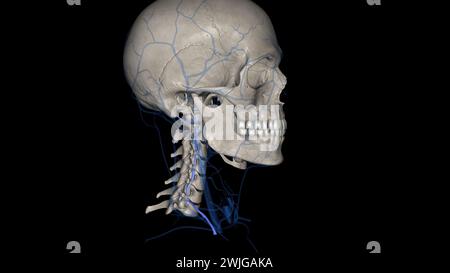 Die Vena vertebralis entspringt dem Plexus externus auf Höhe des hinteren Bogens der 3D-Darstellung des atlas (C1) Stockfoto