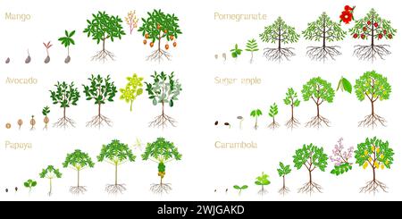 Set von Wachstumszyklen exotischer Pflanzen auf weißem Hintergrund. Stock Vektor