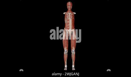 Der Abdomen ist der Teil des Körpers zwischen Thorax (Brust) und Becken beim Menschen und bei anderen Wirbeltieren. 3D-Rendering Stockfoto