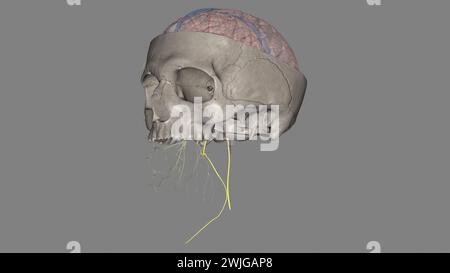 Der spinale akzessorische Nerv ist eine rein motorische Einheit. Es innerviert sowohl den Trapezmuskel als auch den sternocleidomastoiden Muskel. Stockfoto