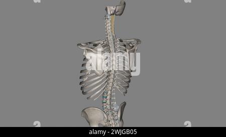 Das Nackenband ist ein Band im Nackenbereich, das mit der 3D-Abbildung des supraspinösen Ligamentes durchgehend ist Stockfoto