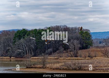 Im Hiwassee Wildschutzgebiet fliegen Sandkräne tief über den See, wo die Vögel im Winter in Tennessee wandern Stockfoto