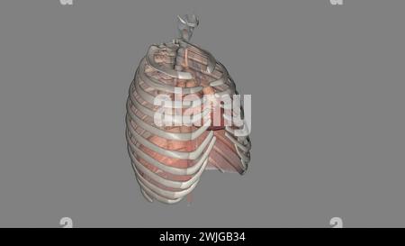 Lungen helfen Ihnen beim Atmen und saugen Sauerstoff auf 3D-Illustration Stockfoto