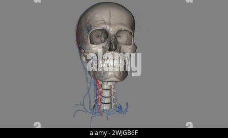 Die Arteria Schilddrüse Superior ist der erste Ast der Arteria carotis externa, der die 3D-Darstellung der Schilddrüse liefert Stockfoto