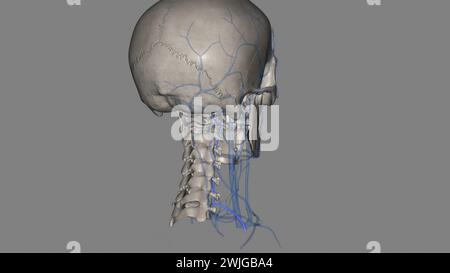 Die Vena vertebralis entspringt dem Plexus externus auf Höhe des hinteren Bogens der 3D-Darstellung des atlas (C1) Stockfoto