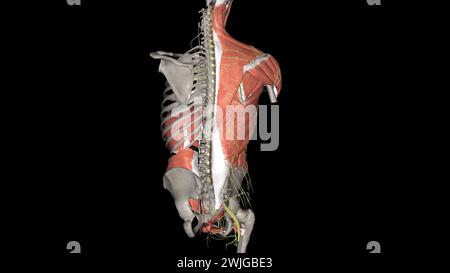 Rumpf, Nerven und Muskeln 3D Stockfoto