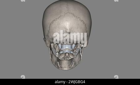 Kopf, Bänder und Knochen 3D-Illustration Stockfoto