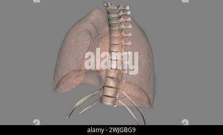 Lungen helfen Ihnen beim Atmen und saugen Sauerstoff auf 3D-Illustration Stockfoto